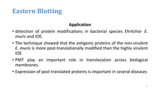 Application
• detection of protein modifications in bacterial species Ehrlichia- E.
muris and IOE.
• The technique showed that the antigenic proteins of the non-virulent
E. muris is more post-translationally modified than the highly virulent
IOE
• PMT play an important role in translocation across biological
membranes.
• Expression of post-translated proteins is important in several diseases
Eastern Blotting
37
 