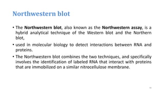 Northwestern blot
• The Northwestern blot, also known as the Northwestern assay, is a
hybrid analytical technique of the Western blot and the Northern
blot,
• used in molecular biology to detect interactions between RNA and
proteins.
• The Northwestern blot combines the two techniques, and specifically
involves the identification of labeled RNA that interact with proteins
that are immobilized on a similar nitrocellulose membrane.
40
 