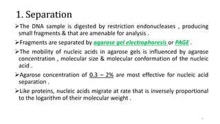 1. Separation
The DNA sample is digested by restriction endonucleases , producing
small fragments & that are amenable for analysis .
Fragments are separated by agarose gel electrophoresis or PAGE .
The mobility of nucleic acids in agarose gels is influenced by agarose
concentration , molecular size & molecular conformation of the nucleic
acid .
Agarose concentration of 0.3 – 2% are most effective for nucleic acid
separation .
Like proteins, nucleic acids migrate at rate that is inversely proportional
to the logarithm of their molecular weight .
6
 