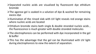 Separated nucleic acids are visualized by fluorescent dye ethidium
bromide
The agarose gel is soaked in a solution of dye & washed for remaining
excess dye
illumination of the rinsed slab with UV light reveals red orange stains
where nucleic acids are located
Ethidium bromide stains both single & double stranded nucleic acids ,
the fluorescence is much greater with double stranded molecules
The electrophoresis can be performed with dye incorporated in the gel
& buffer
This has the advantage that the gel can be illuminated with UV light
during electrophoresis to view the extent of separation.
7
 