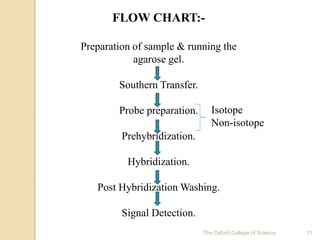 Western Blotting Flow Diagram