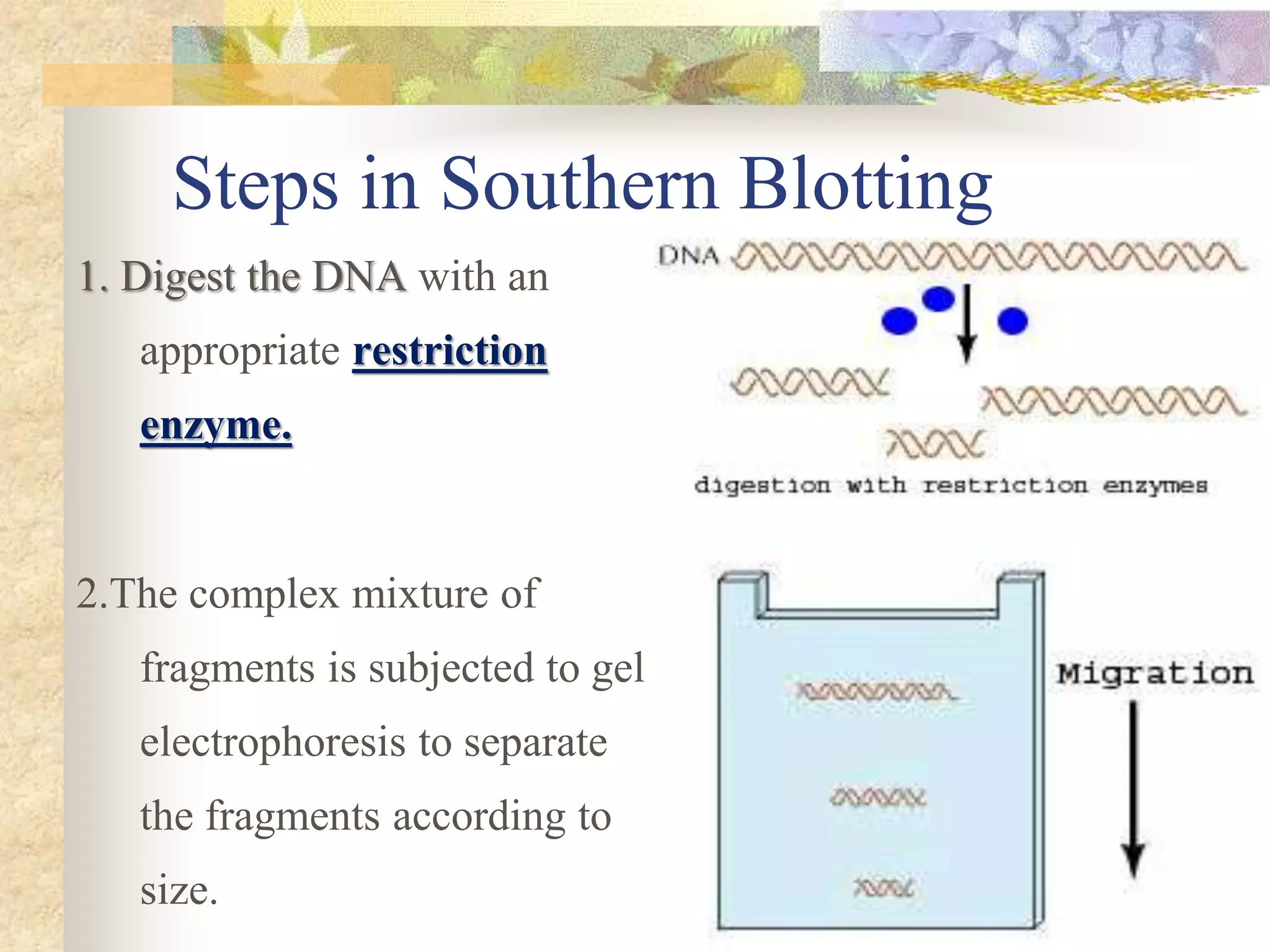 Steps in Southern Blotting
1. Digest the DNA with an
appropriate restriction
enzyme.
2.The complex mixture of
fragments is subjected to gel
electrophoresis to separate
the fragments according to
size.
 