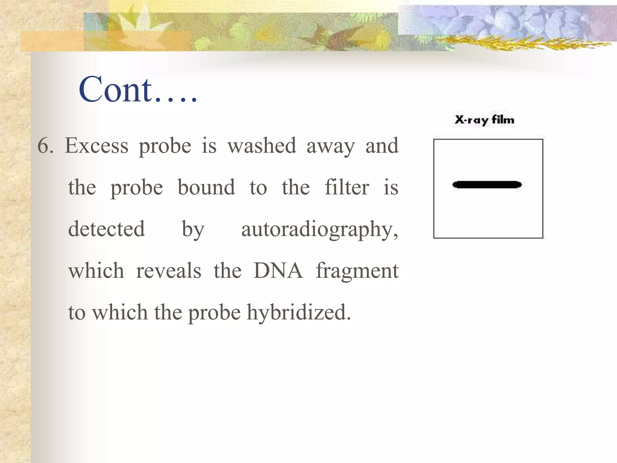 Cont….
6. Excess probe is washed away and
the probe bound to the filter is
detected by autoradiography,
which reveals the DNA fragment
to which the probe hybridized.
 