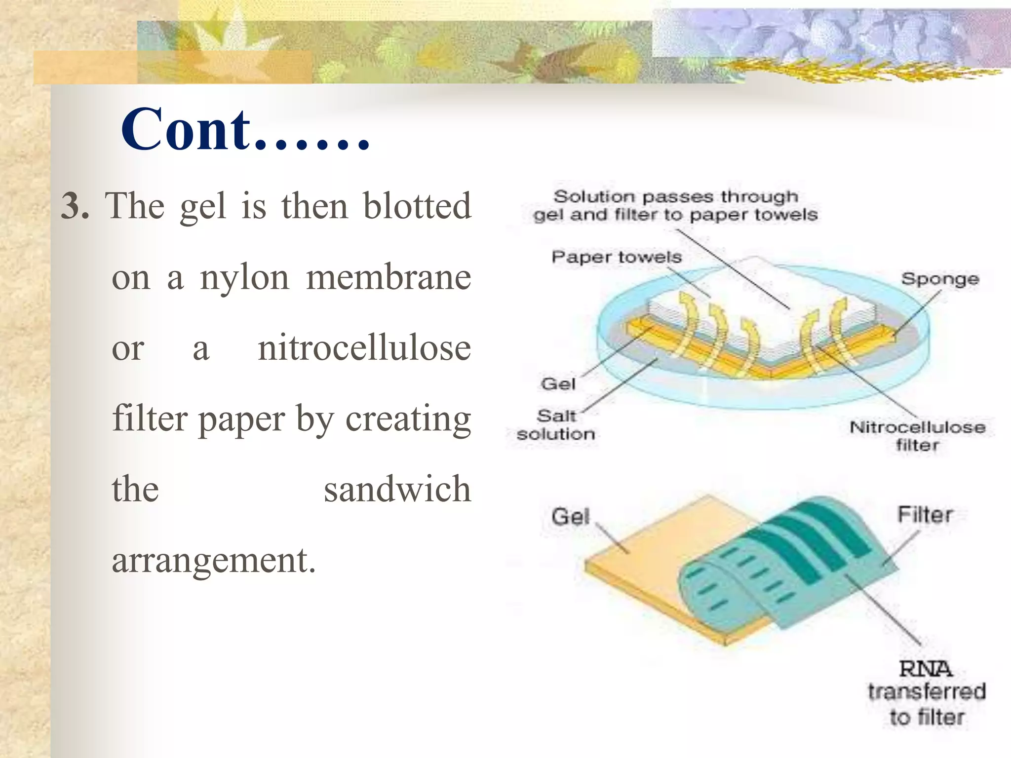 Cont……
3. The gel is then blotted
on a nylon membrane
or a nitrocellulose
filter paper by creating
the sandwich
arrangement.
 