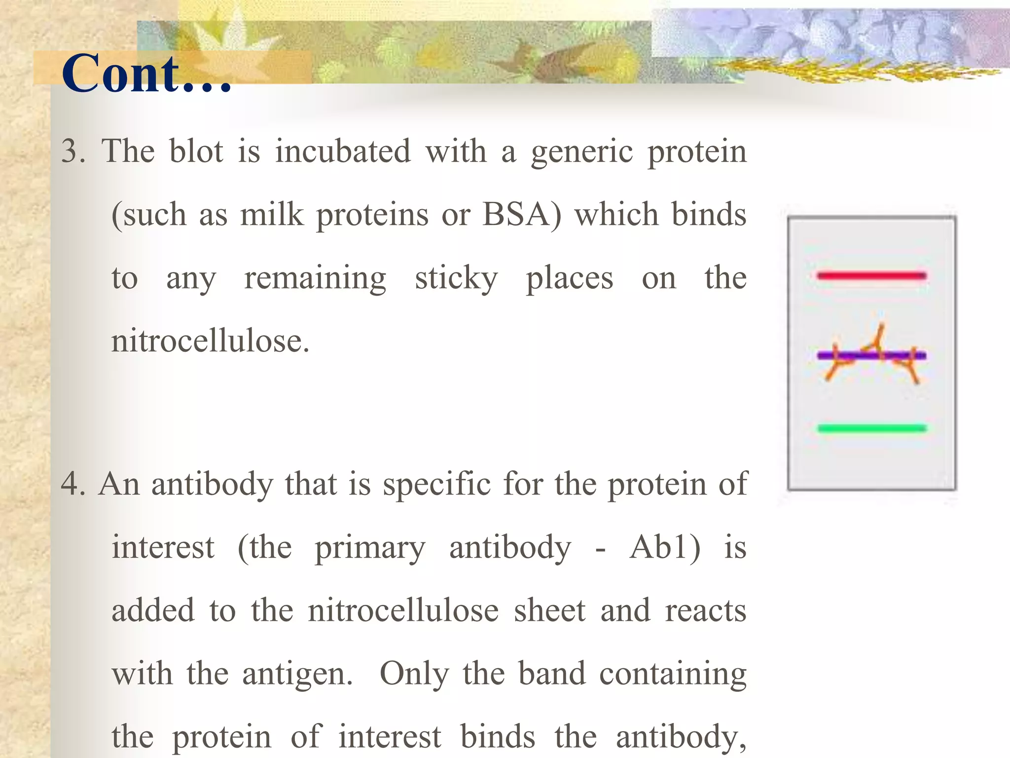 Cont…
3. The blot is incubated with a generic protein
(such as milk proteins or BSA) which binds
to any remaining sticky places on the
nitrocellulose.
4. An antibody that is specific for the protein of
interest (the primary antibody - Ab1) is
added to the nitrocellulose sheet and reacts
with the antigen. Only the band containing
the protein of interest binds the antibody,
 