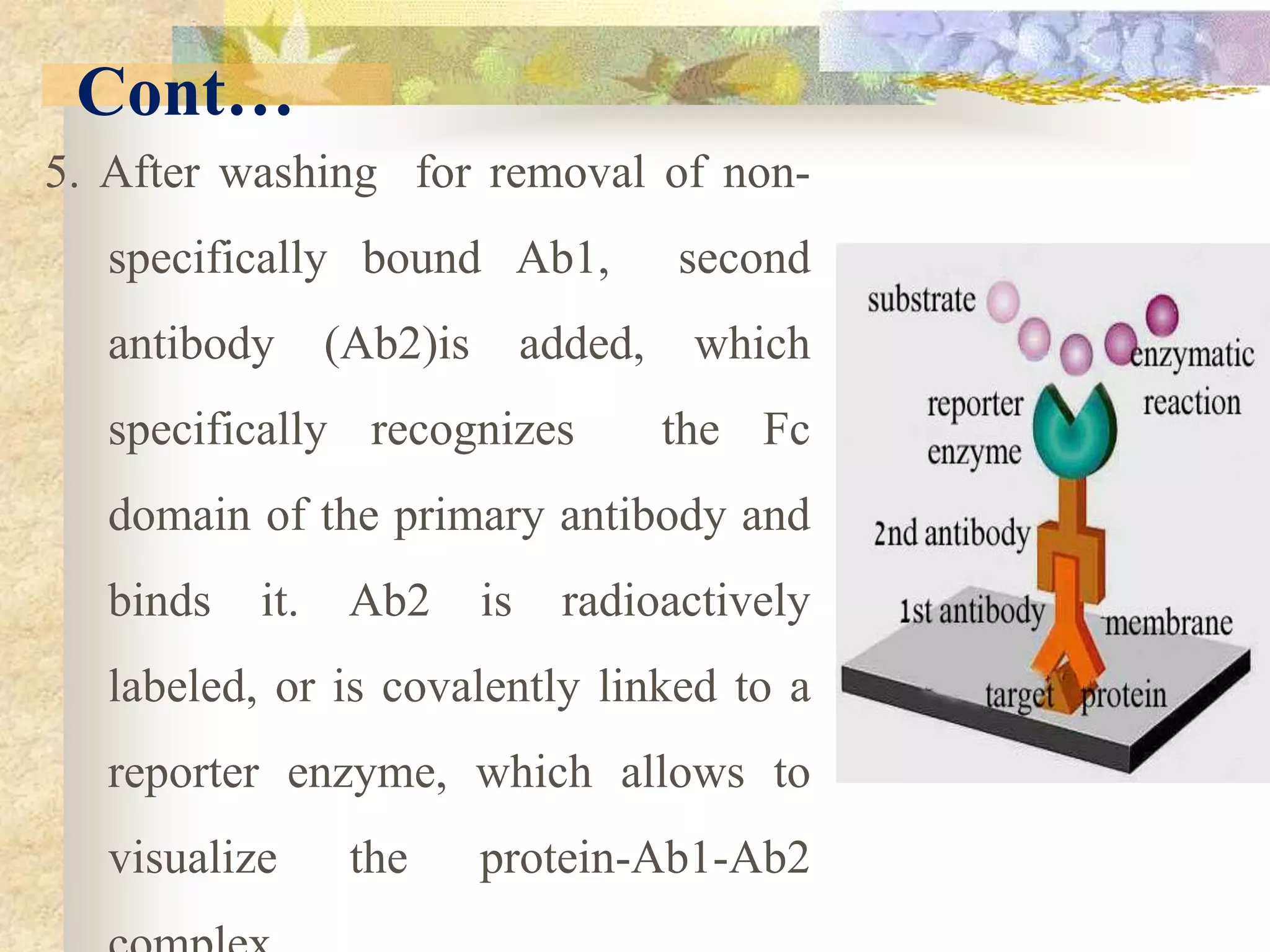 Cont…
5. After washing for removal of non-
specifically bound Ab1, second
antibody (Ab2)is added, which
specifically recognizes the Fc
domain of the primary antibody and
binds it. Ab2 is radioactively
labeled, or is covalently linked to a
reporter enzyme, which allows to
visualize the protein-Ab1-Ab2
 