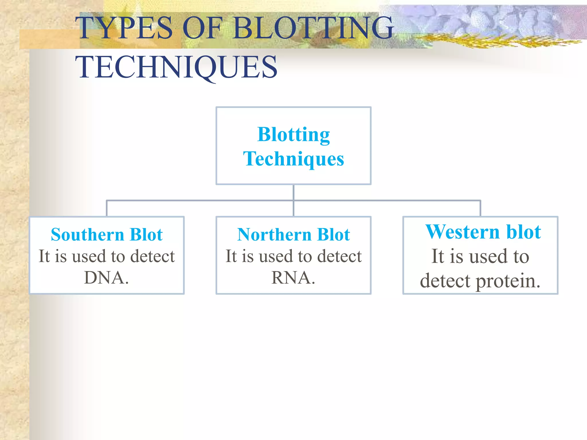 TYPES OF BLOTTING
TECHNIQUES
Blotting
Techniques
Southern Blot
It is used to detect
DNA.
Northern Blot
It is used to detect
RNA.
Western blot
It is used to
detect protein.
 