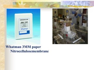 Whatman 3MM paper
Nitrocellulosemembrane
 