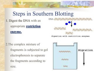Steps in Southern Blotting
1. Digest the DNA with an
appropriate restriction
enzyme.
2.The complex mixture of
fragments is subjected to gel
electrophoresis to separate
the fragments according to
size.
 
