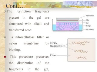 Cont….
3.The restriction fragments
present in the gel are
denatured with alkali and
transferred onto
4. a nitrocellulose filter or
nylon membrane by
blotting.
 This procedure preserves
the distribution of the
fragments in the gel,
 