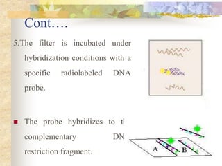 Cont….
5.The filter is incubated under
hybridization conditions with a
specific radiolabeled DNA
probe.
 The probe hybridizes to the
complementary DNA
restriction fragment.
 
