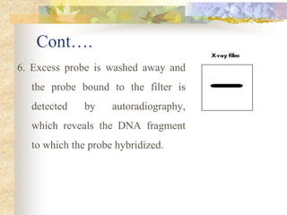 Cont….
6. Excess probe is washed away and
the probe bound to the filter is
detected by autoradiography,
which reveals the DNA fragment
to which the probe hybridized.
 