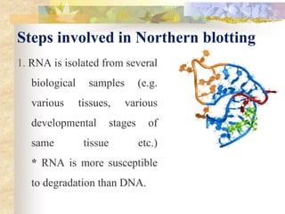 Steps involved in Northern blotting
1. RNA is isolated from several
biological samples (e.g.
various tissues, various
developmental stages of
same tissue etc.)
* RNA is more susceptible
to degradation than DNA.
 