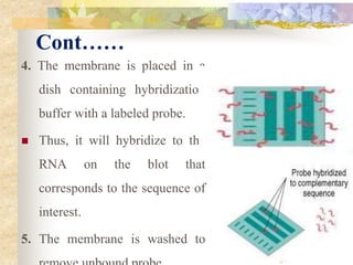 Cont……
4. The membrane is placed in a
dish containing hybridization
buffer with a labeled probe.
 Thus, it will hybridize to the
RNA on the blot that
corresponds to the sequence of
interest.
5. The membrane is washed to
 
