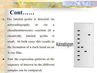 Cont……
6. The labeled probe is detected via
autoradiography or via a
chemiluminescence reaction (if a
chemically labeled probe is
used). In both cases this results in
the formation of a dark band on an
X-ray film.
 Now the expression patterns of the
sequence of interest in the different
samples can be compared.
 