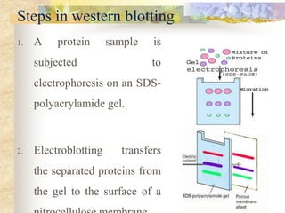 Steps in western blotting
1. A protein sample is
subjected to
electrophoresis on an SDS-
polyacrylamide gel.
2. Electroblotting transfers
the separated proteins from
the gel to the surface of a
 