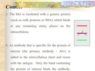 Cont…
3. The blot is incubated with a generic protein
(such as milk proteins or BSA) which binds
to any remaining sticky places on the
nitrocellulose.
4. An antibody that is specific for the protein of
interest (the primary antibody - Ab1) is
added to the nitrocellulose sheet and reacts
with the antigen. Only the band containing
the protein of interest binds the antibody,
 