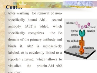 Cont…
5. After washing for removal of non-
specifically bound Ab1, second
antibody (Ab2)is added, which
specifically recognizes the Fc
domain of the primary antibody and
binds it. Ab2 is radioactively
labeled, or is covalently linked to a
reporter enzyme, which allows to
visualize the protein-Ab1-Ab2
 