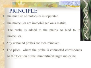 PRINCIPLE
1. The mixture of molecules is separated.
2. The molecules are immobilized on a matrix.
3. The probe is added to the matrix to bind to the
molecules.
4. Any unbound probes are then removed.
5. The place where the probe is connected corresponds
to the location of the immobilized target molecule.
 