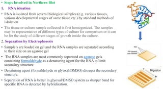 • Steps Involved in Northern Blot
1. RNA isloation
• RNA is isolated from several biological samples (e.g. various tissues,
various developmental stages of same tissue etc.) by standard methods of
islolation
• The tissue or culture sample collected is first homogenized. The samples
may be representative of different types of culture for comparison or it can
be for the study of different stages of growth inside the culture.
2. Separation by Electrophoresis
• Sample’s are loaded on gel and the RNA samples are separated according
to their size on an agarose gel
• The RNA samples are most commonly separated on agarose gels
containing formaldehyde as a denaturing agent for the RNA to limit
secondary structure
• Denaturing agent (formaldehyde or glyoxal/DMSO) disrupts the secondary
structure.
• Separation of RNA is better in glyoxal/DMSO system as sharper band for
specific RNA is detected by hybridization.
 