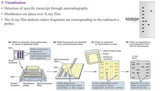 5. Visualization
• Detection of specific transcript through autoradiography.
• Membranes are place over X-ray film.
• The X-ray film darkens where fragments are corresponding to the radioactive
probes.
 