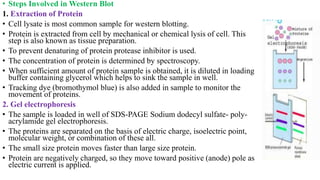 • Steps Involved in Western Blot
1. Extraction of Protein
• Cell lysate is most common sample for western blotting.
• Protein is extracted from cell by mechanical or chemical lysis of cell. This
step is also known as tissue preparation.
• To prevent denaturing of protein protease inhibitor is used.
• The concentration of protein is determined by spectroscopy.
• When sufficient amount of protein sample is obtained, it is diluted in loading
buffer containing glycerol which helps to sink the sample in well.
• Tracking dye (bromothymol blue) is also added in sample to monitor the
movement of proteins.
2. Gel electrophoresis
• The sample is loaded in well of SDS-PAGE Sodium dodecyl sulfate- poly-
acrylamide gel electrophoresis.
• The proteins are separated on the basis of electric charge, isoelectric point,
molecular weight, or combination of these all.
• The small size protein moves faster than large size protein.
• Protein are negatively charged, so they move toward positive (anode) pole as
electric current is applied.
 