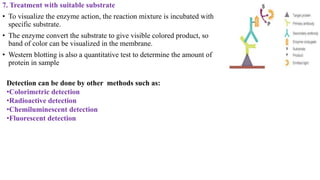7. Treatment with suitable substrate
• To visualize the enzyme action, the reaction mixture is incubated with
specific substrate.
• The enzyme convert the substrate to give visible colored product, so
band of color can be visualized in the membrane.
• Western blotting is also a quantitative test to determine the amount of
protein in sample
Detection can be done by other methods such as:
•Colorimetric detection
•Radioactive detection
•Chemiluminescent detection
•Fluorescent detection
 