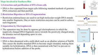Steps Involved in Southern Blot
1.Extraction and purification of DNA from cells
• DNA is first separated from target cells following standard methods of genomic
DNA extraction and then purified.
2.Restriction Digestion or DNA Fragmentation
• Restriction endonucleases are used to cut high-molecular-weight DNA strands
into smaller fragments. One or more restriction enzymes can be used to achieve
such fragments.
3.Separation by Electrophoresis
• The separation may be done by agarose gel electrophoresis in which the
negatively charged DNA fragments move towards the positively charged anode,
the distance moved depending upon its size.
5.Denaturation
• DNA is then denatured with a mild alkali such as an alkaline solution of NaOH.
This causes the double stranded DNA to become single-stranded, making them
suitable for hybridization. DNA is then neutralized with NaCl to prevent re-
hybridization before addition of the probe.
 