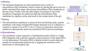 6.Blotting
• The denatured fragments are then transferred onto a nylon or
nitrocellulose filter membrane which is done by placing the gel on top of a
buffer saturated filter paper, then laying nitrocellulose filter membrane on
the top of gel. Finally some dry filter papers are placed on top of the
membrane. Fragments are pulled towards the nitrocellulose filter
membrane by capillary action and result in the contact print of the gel.
7.Baking
• The nitrocellulose membrane is removed from the blotting stack, and the
membrane with single stranded DNA bands attached on to it is baked in a
vacuum or regular oven at 80 °C for 2-3 hours or exposed to ultraviolet
radiation to permanently attach the transferred DNA onto the membrane.
8.Hybridization
• The membrane is then exposed to a hybridization probe which is a single
DNA fragment with a specific sequence whose presence in the target DNA
is to be determined. The probe DNA is labeled so that it can be detected,
usually by incorporating radioactivity or tagging the molecule with a
fluorescent or chromogenic dye.
 