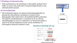 9.Washing of unbound probes
• After hybridization, the membrane is thoroughly washed with a
buffer to remove the probe that is bound nonspecifically or any
unbound probes present.
10.Autoradiograph
• The hybridized regions are detected autoradiographically by
placing the nitrocellulose membrane in contact with a
photographic film which shows the hybridized DNA molecules.
The pattern of hybridization is visualized on X-ray film by
autoradiography in case of a radioactive or fluorescent probe is
used or by the development of color on the membrane if a
chromogenic detection method is used
Excess probe is
washed off
 