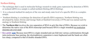 Northern blotting
• The technique that is used in molecular biology research to study gene expression by detection of RNA
or isolated mRNA in a sample is called northern blotting (RNA blotting).
• It is a classical method for analysis of the size and steady state level of a specific RNA in a complex
sample.
• Northern blotting is a technique for detection of specific RNA sequences. Northern blotting was
developed by James Alwine and George Stark at Stanford University (1979) and was named such by
analogy to Southern blotting
• The Northern blot involves the size separation of RNA in gels like that of DNA. Because we wish to
determine the native size of the RNA transcript (and because RNA is single stranded) no restriction
enzymes are ever used.
• Key point Because most RNA is single stranded and can fold into various conformations through
intra-molecular base pairing, the electrophoresis separation is more haphazard and the bands are often
less sharp, compared to that of double stranded DNA.
 