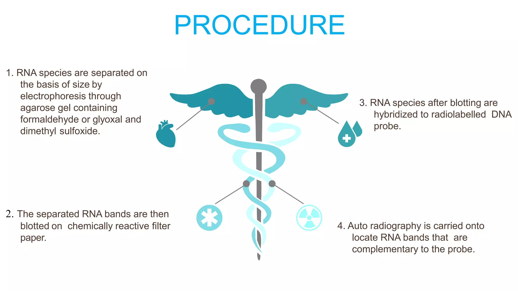 PROCEDURE
1. RNA species are separated on
the basis of size by
electrophoresis through
agarose gel containing
formaldehyde or glyoxal and
dimethyl sulfoxide.
2. The separated RNA bands are then
blotted on chemically reactive filter
paper.
3. RNA species after blotting are
hybridized to radiolabelled DNA
probe.
4. Auto radiography is carried onto
locate RNA bands that are
complementary to the probe.
 