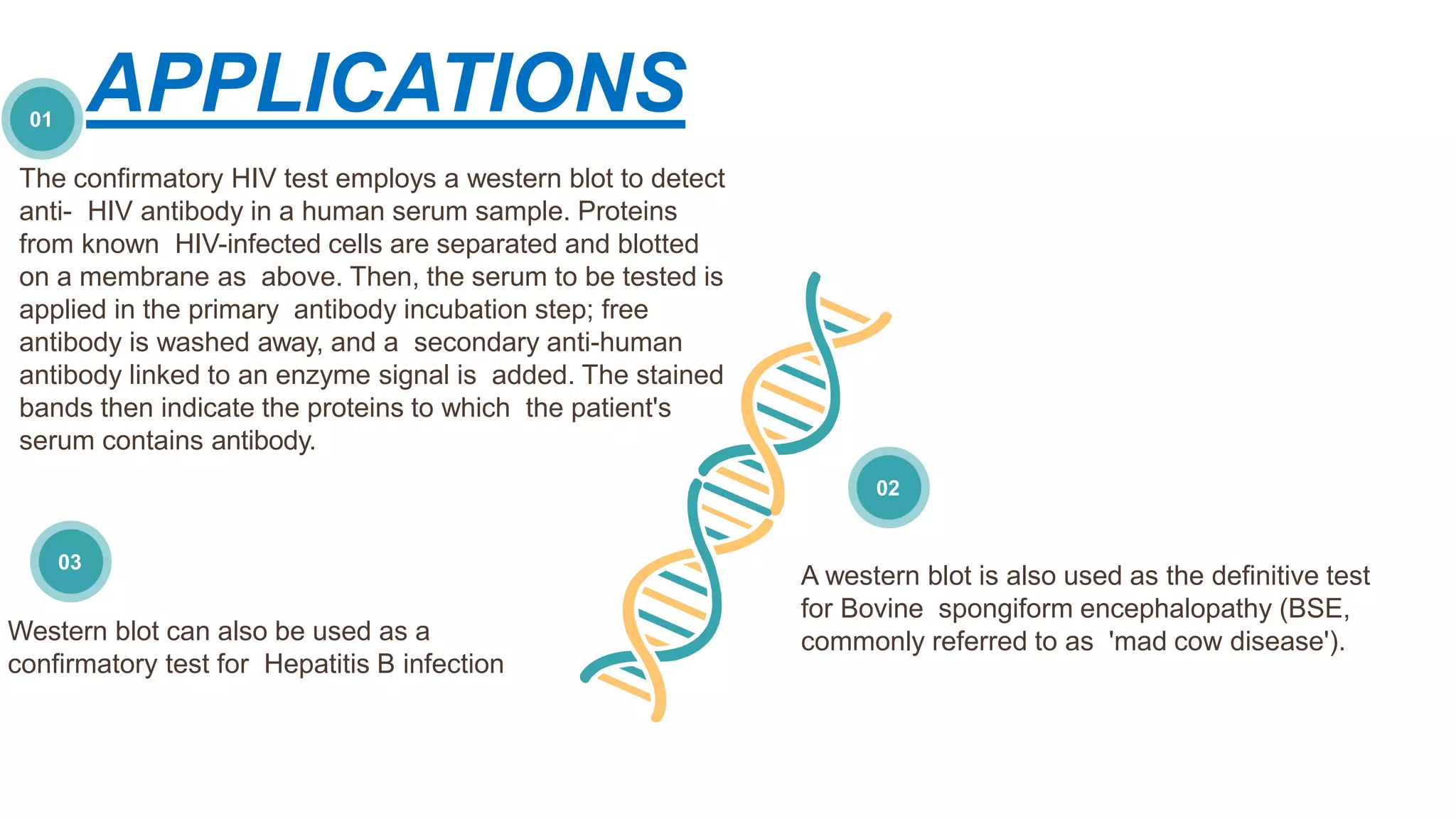 APPLICATIONS
04
05
06
01
02
03
The confirmatory HIV test employs a western blot to detect
anti- HIV antibody in a human serum sample. Proteins
from known HIV-infected cells are separated and blotted
on a membrane as above. Then, the serum to be tested is
applied in the primary antibody incubation step; free
antibody is washed away, and a secondary anti-human
antibody linked to an enzyme signal is added. The stained
bands then indicate the proteins to which the patient's
serum contains antibody.
A western blot is also used as the definitive test
for Bovine spongiform encephalopathy (BSE,
commonly referred to as 'mad cow disease').Western blot can also be used as a
confirmatory test for Hepatitis B infection
 