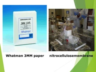 Whatman 3MM paper nitrocellulosemembrane
 