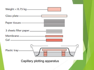 Capillary plotting apparatus
 