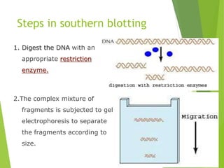 Steps in southern blotting
1. Digest the DNA with an
appropriate restriction
enzyme.
2.The complex mixture of
fragments is subjected to gel
electrophoresis to separate
the fragments according to
size.
 