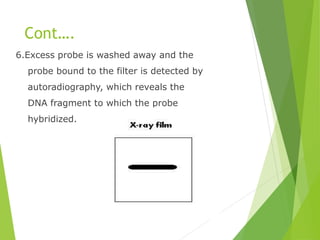 Cont….
6.Excess probe is washed away and the
probe bound to the filter is detected by
autoradiography, which reveals the
DNA fragment to which the probe
hybridized.
 