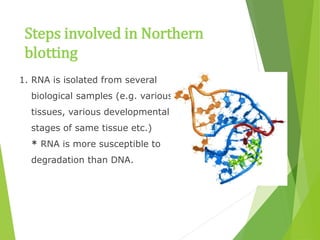 Steps involved in Northern
blotting
1. RNA is isolated from several
biological samples (e.g. various
tissues, various developmental
stages of same tissue etc.)
* RNA is more susceptible to
degradation than DNA.
 