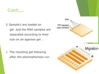 Cont……
2. Sample’s are loaded on
gel and the RNA samples are
separated according to their
size on an agarose gel .
 The resulting gel following
after the electrophoresis run.
 