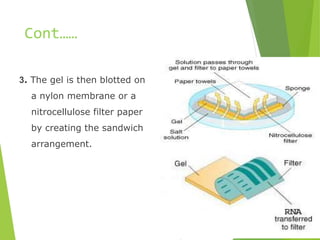 Cont……
3. The gel is then blotted on
a nylon membrane or a
nitrocellulose filter paper
by creating the sandwich
arrangement.
 