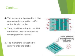 Cont……
4. The membrane is placed in a dish
containing hybridization buffer
with a labeled probe.
 Thus, it will hybridize to the RNA
on the blot that corresponds to
the sequence of interest.
5. The membrane is washed to
remove unbound probe.
 
