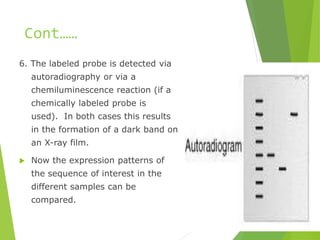 Cont……
6. The labeled probe is detected via
autoradiography or via a
chemiluminescence reaction (if a
chemically labeled probe is
used). In both cases this results
in the formation of a dark band on
an X-ray film.
 Now the expression patterns of
the sequence of interest in the
different samples can be
compared.
 