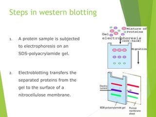 Steps in western blotting
1. A protein sample is subjected
to electrophoresis on an
SDS-polyacrylamide gel.
2. Electroblotting transfers the
separated proteins from the
gel to the surface of a
nitrocellulose membrane.
 