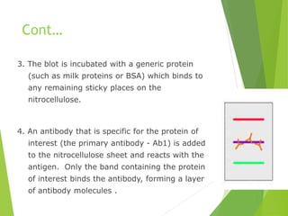 Cont…
3. The blot is incubated with a generic protein
(such as milk proteins or BSA) which binds to
any remaining sticky places on the
nitrocellulose.
4. An antibody that is specific for the protein of
interest (the primary antibody - Ab1) is added
to the nitrocellulose sheet and reacts with the
antigen. Only the band containing the protein
of interest binds the antibody, forming a layer
of antibody molecules .
 