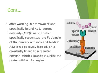 Cont…
5. After washing for removal of non-
specifically bound Ab1, second
antibody (Ab2)is added, which
specifically recognizes the Fc domain
of the primary antibody and binds it.
Ab2 is radioactively labeled, or is
covalently linked to a reporter
enzyme, which allows to visualize the
protein-Ab1-Ab2 complex.
 