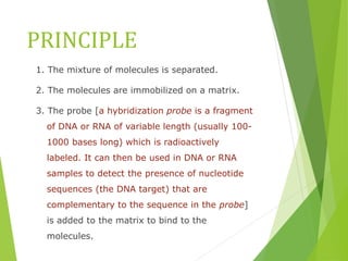 PRINCIPLE
1. The mixture of molecules is separated.
2. The molecules are immobilized on a matrix.
3. The probe [a hybridization probe is a fragment
of DNA or RNA of variable length (usually 100-
1000 bases long) which is radioactively
labeled. It can then be used in DNA or RNA
samples to detect the presence of nucleotide
sequences (the DNA target) that are
complementary to the sequence in the probe]
is added to the matrix to bind to the
molecules.
 