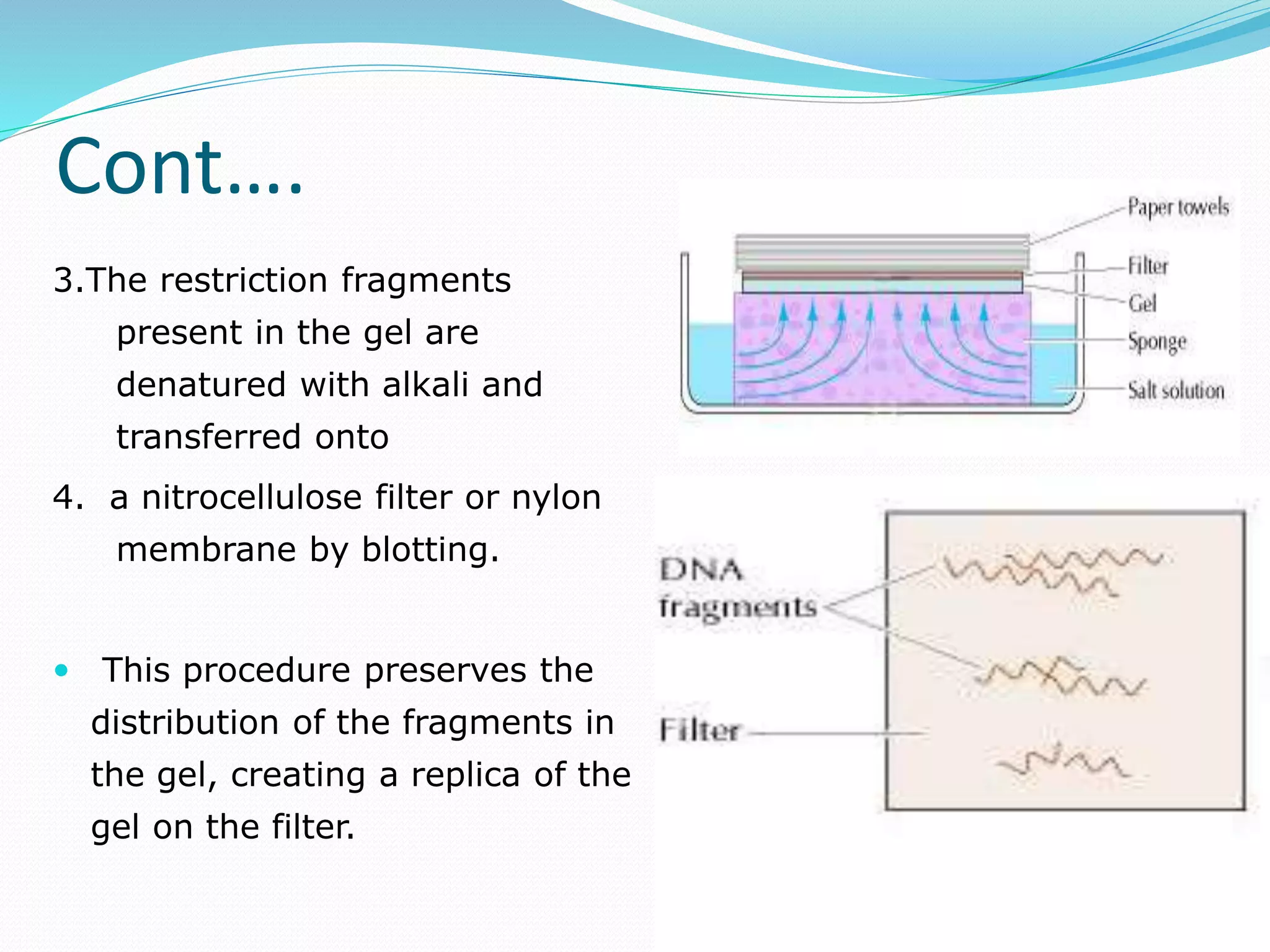 Cont….
3.The restriction fragments
present in the gel are
denatured with alkali and
transferred onto
4. a nitrocellulose filter or nylon
membrane by blotting.
 This procedure preserves the
distribution of the fragments in
the gel, creating a replica of the
gel on the filter.
 
