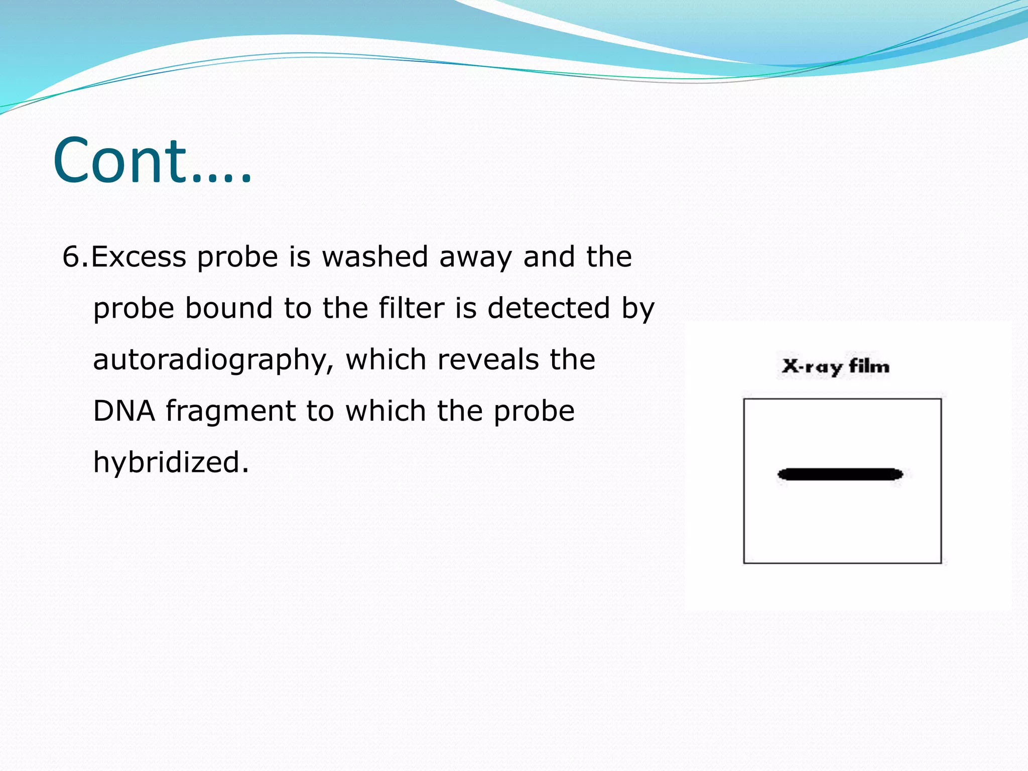Cont….
6.Excess probe is washed away and the
probe bound to the filter is detected by
autoradiography, which reveals the
DNA fragment to which the probe
hybridized.
 