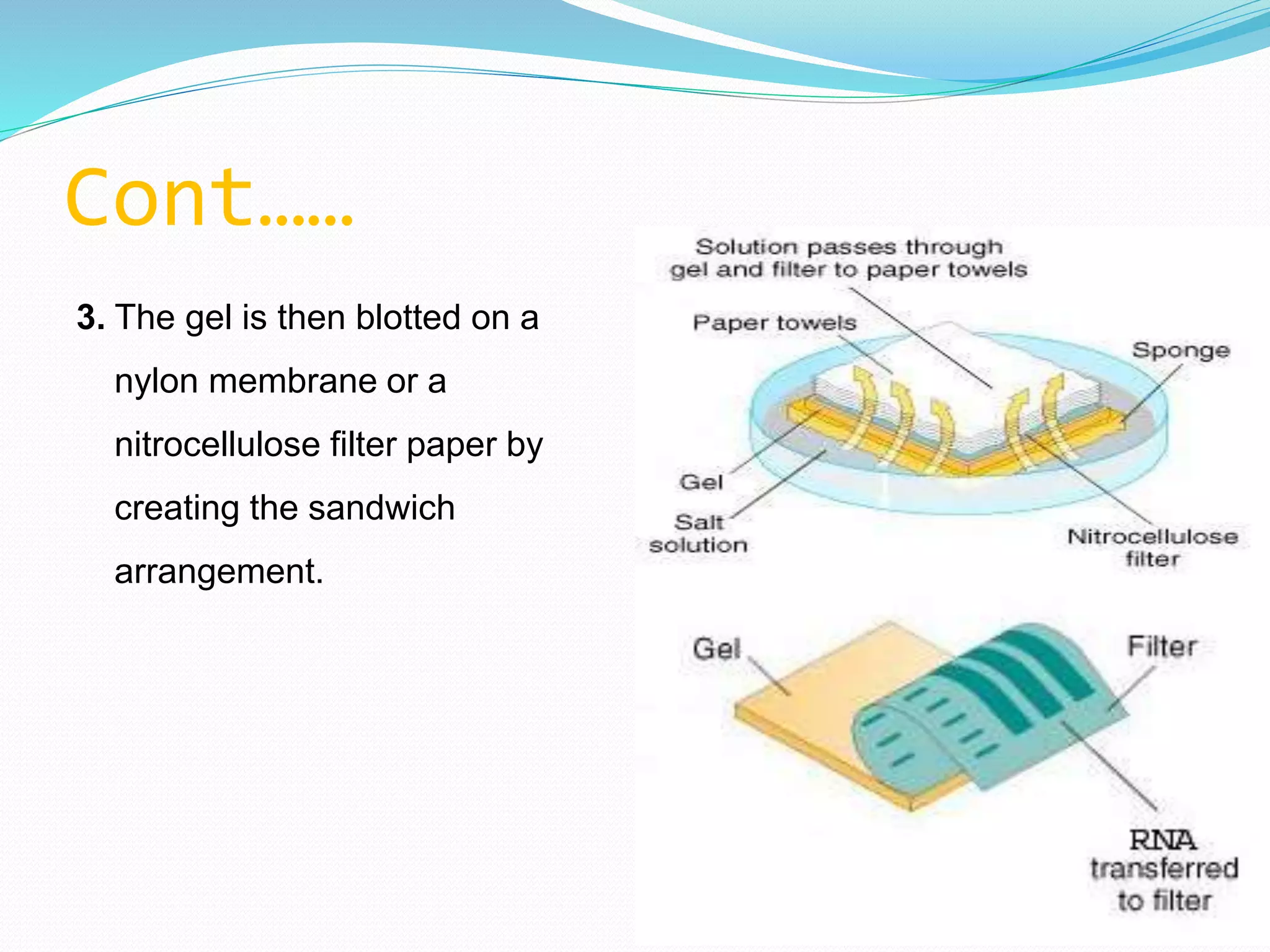 Cont……
3. The gel is then blotted on a
nylon membrane or a
nitrocellulose filter paper by
creating the sandwich
arrangement.
 
