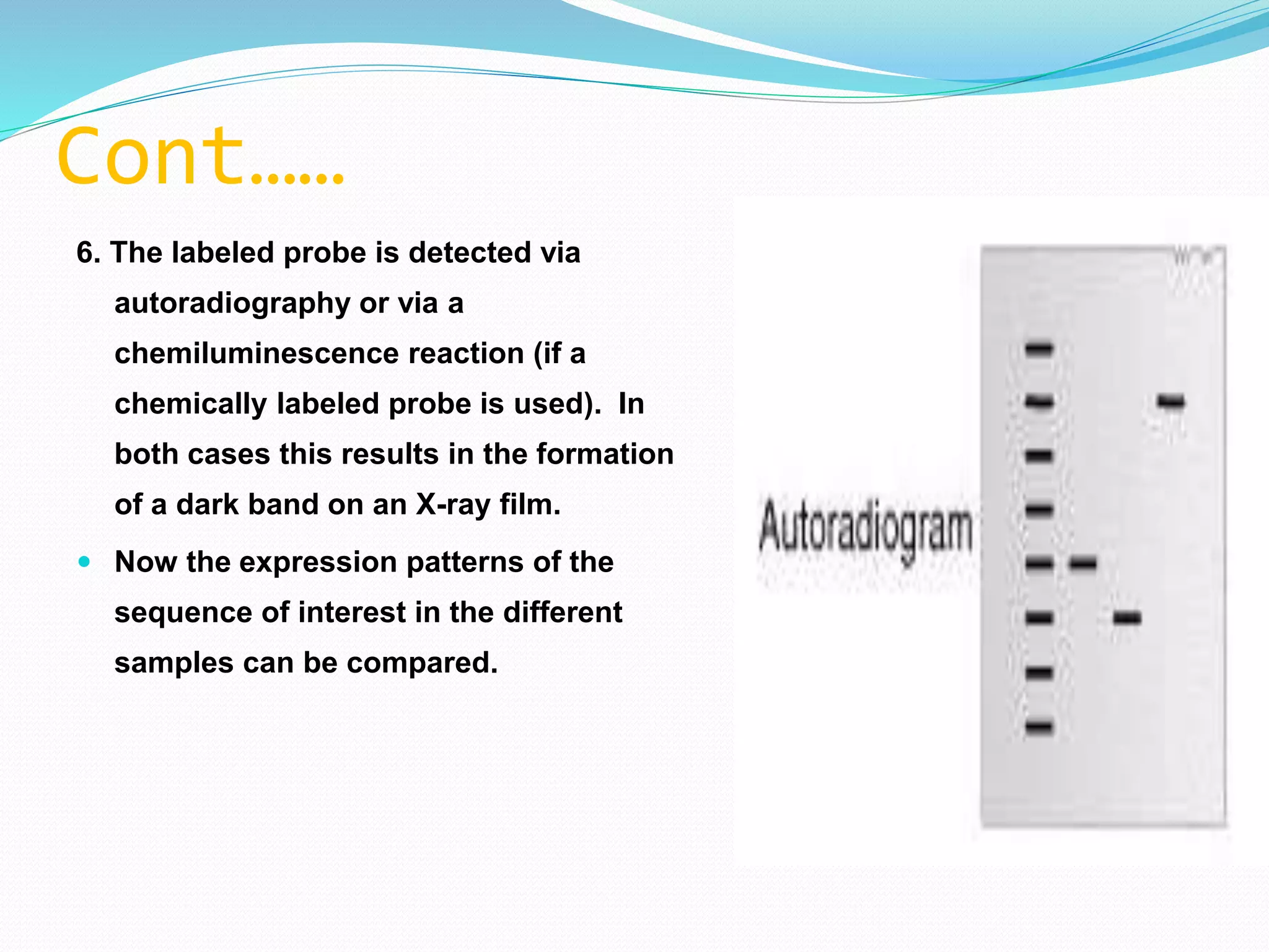 Cont……
6. The labeled probe is detected via
autoradiography or via a
chemiluminescence reaction (if a
chemically labeled probe is used). In
both cases this results in the formation
of a dark band on an X-ray film.
 Now the expression patterns of the
sequence of interest in the different
samples can be compared.
 
